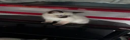Ragdoll cats for sale: Ragdoll kittens  - Advert 7