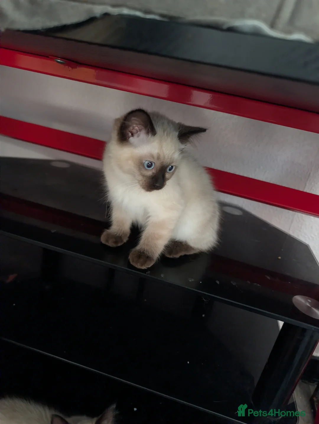 Ragdoll cats for sale: Ragdoll kittens  - Advert 7