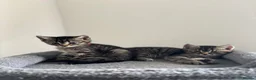 American Shorthair cats for sale: 🌟Kittens Ready for 4ever Home🌟 - Advert 13