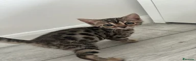 Bengal 1