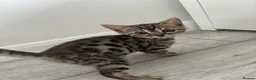 Bengal cats for sale: Bengal babies  in Boston - Advert 7