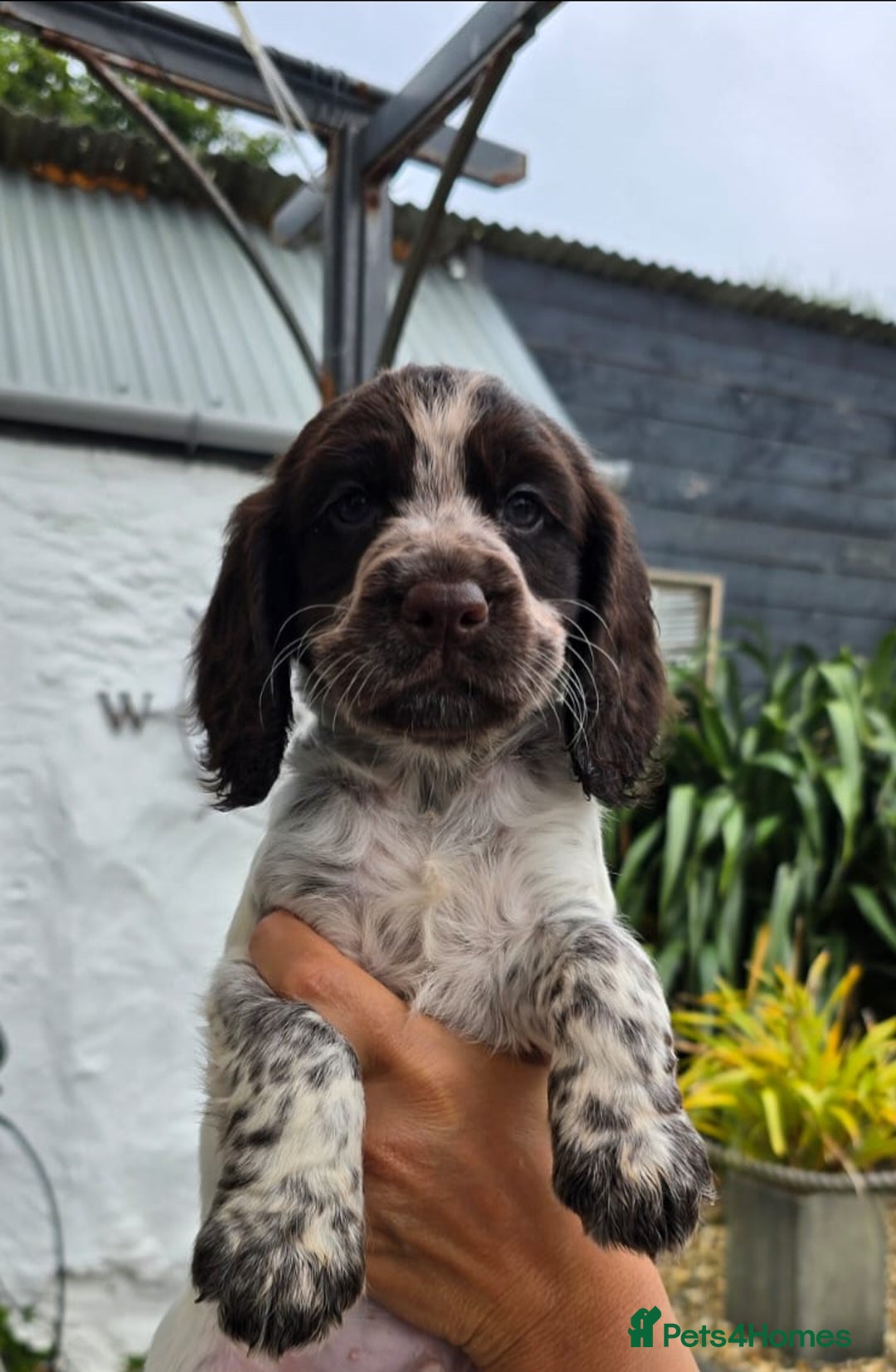 Cocker Spaniel dogs for sale: 4th Generation, Working Cocker Spaniel Puppies  🩵 - Image 4