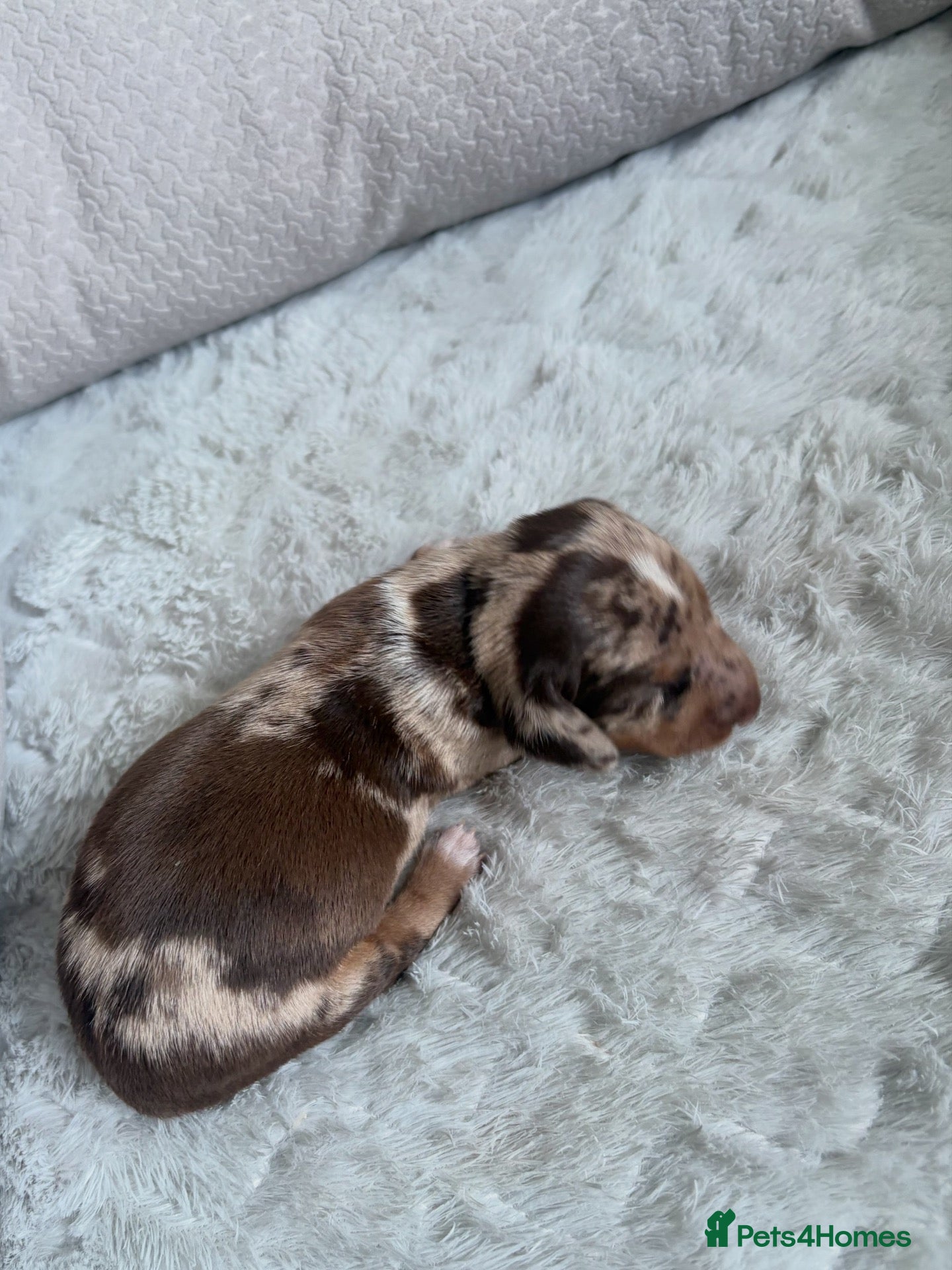 Miniature Dachshund dogs KC Miniature Dachshund Puppies | Champion Lines 🐾 - Advert 2