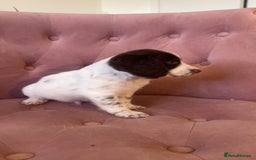 Cockapoo dogs for sale: F2 cockapoo only 3 remaining  - Image 5