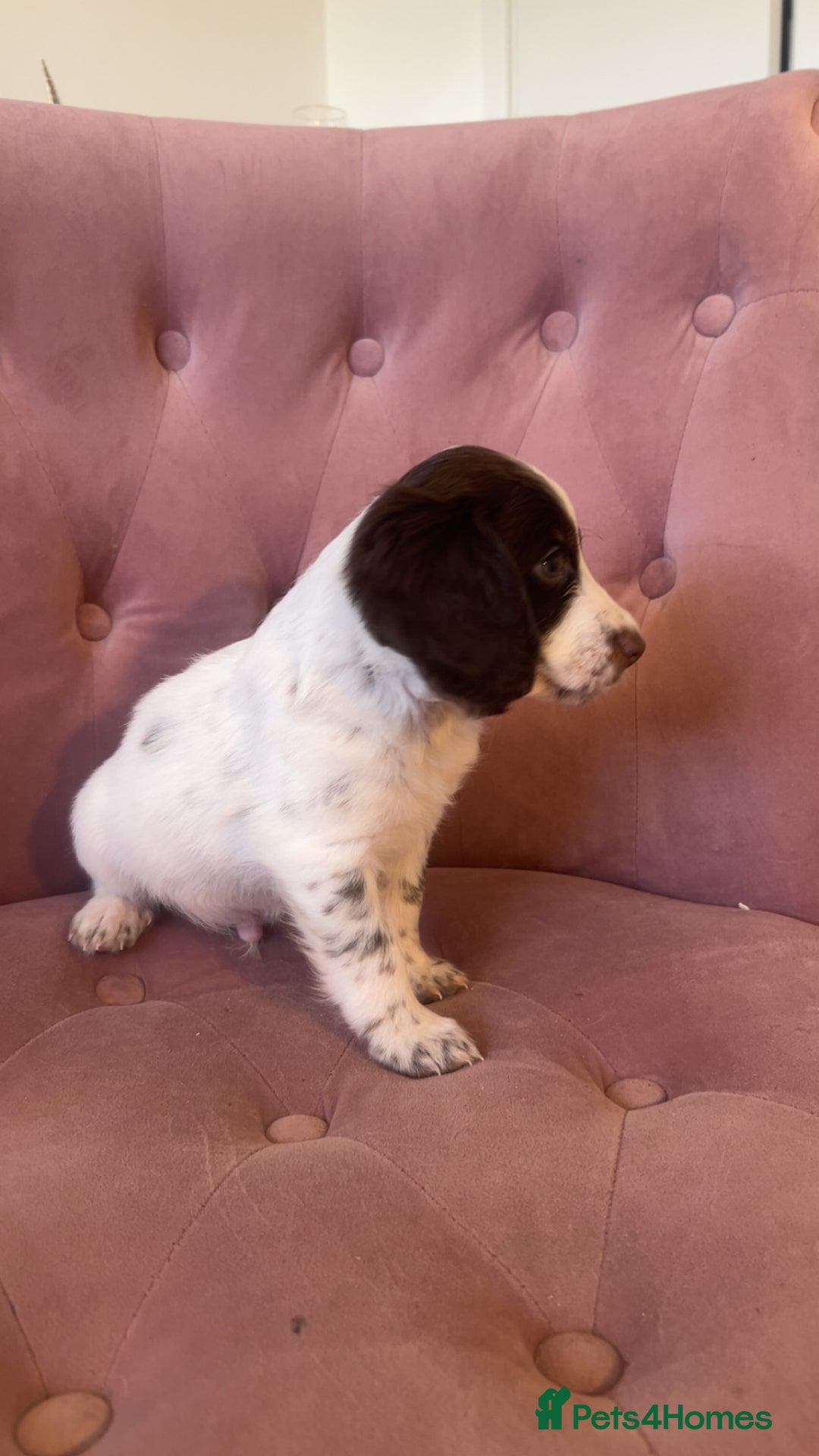 Cockapoo dogs for sale: F2 cockapoo only 3 remaining  - Image 5