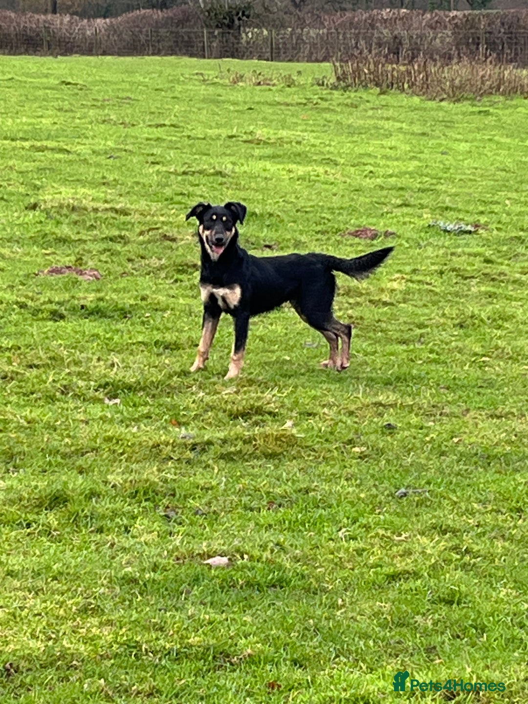 Huntaway dogs for sale: Peggy - Advert 6