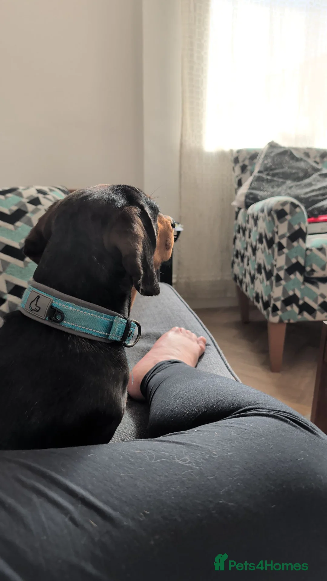 Dachshund dogs for sale: Silver dapple male dachshund super urgent  in Birmingham - Advert 6