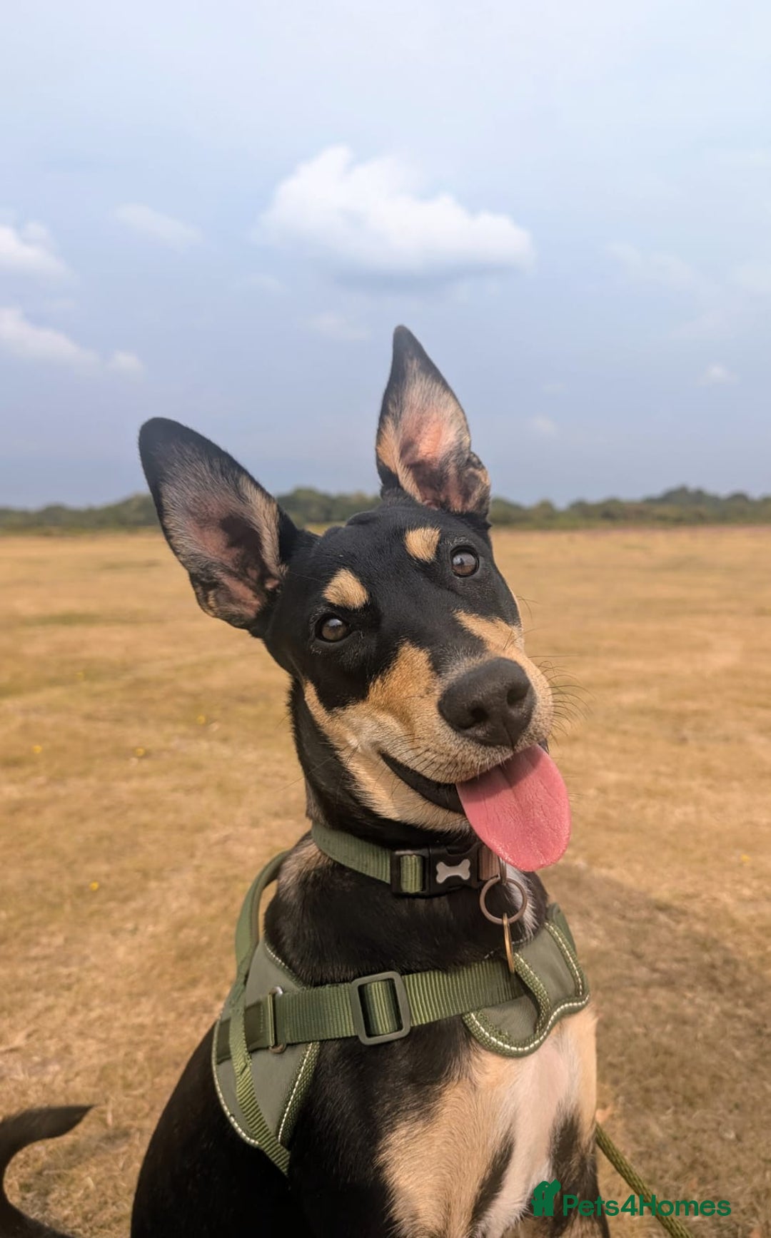 Mixed Breed dogs for adoption: Oreo - sweet little lad - Advert 5