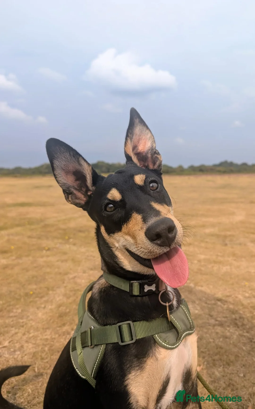 Mixed Breed dogs for adoption: Oreo - very sweet lad - Advert 6