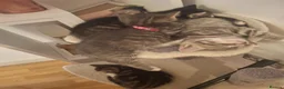 Mixed Breed cats for sale: Kittens in Walton-on-Thames - Advert 9