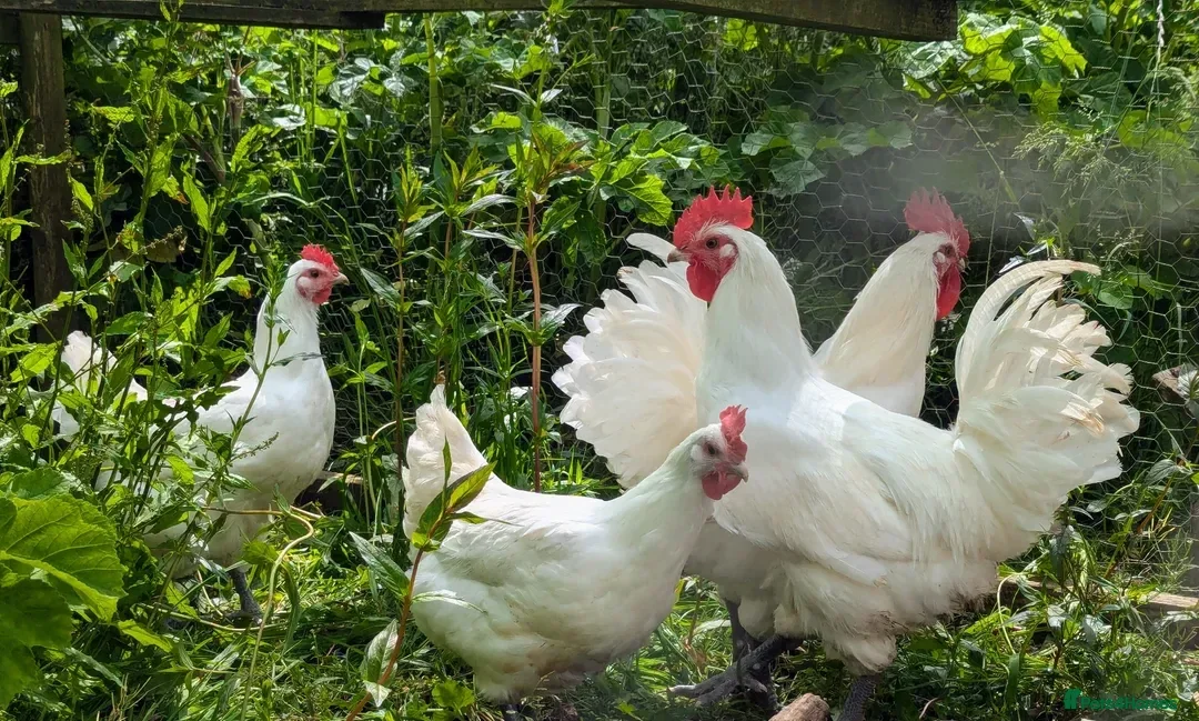 Chickens poultry Bresse Hatching Eggs (and chicks). - Advert 1