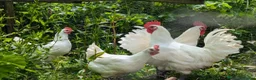 Chickens poultry for sale: Bresse Hatching Eggs (and chicks). - Advert 1