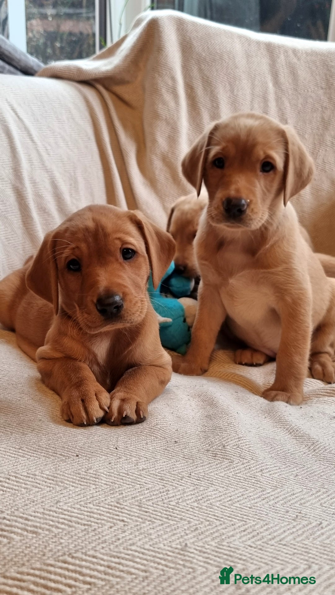Labrador Retriever dogs for sale: Beautiful Yellow & Fox Red Labrador puppies. - Advert 16