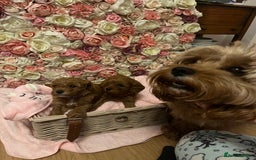 Cavapoo dogs for sale: 5⭐️ F1B Cavapoo’s - Image 13