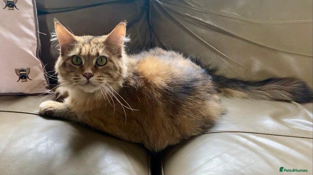 Maine Coon cats for sale: TICA reg Full Pedigree Red Tabby Maine Coon Kitten - Image 11