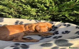 Cocker Spaniel dogs for sale: Four beautiful girl cocker spaniel  - Image 16