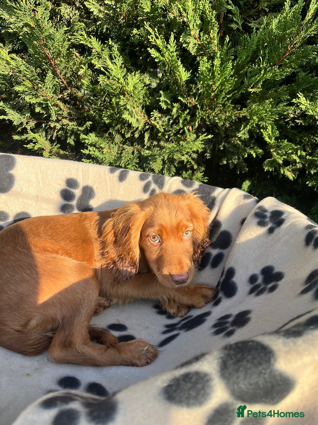 Cocker Spaniel dogs for sale: Four beautiful girl cocker spaniel  - Image 16