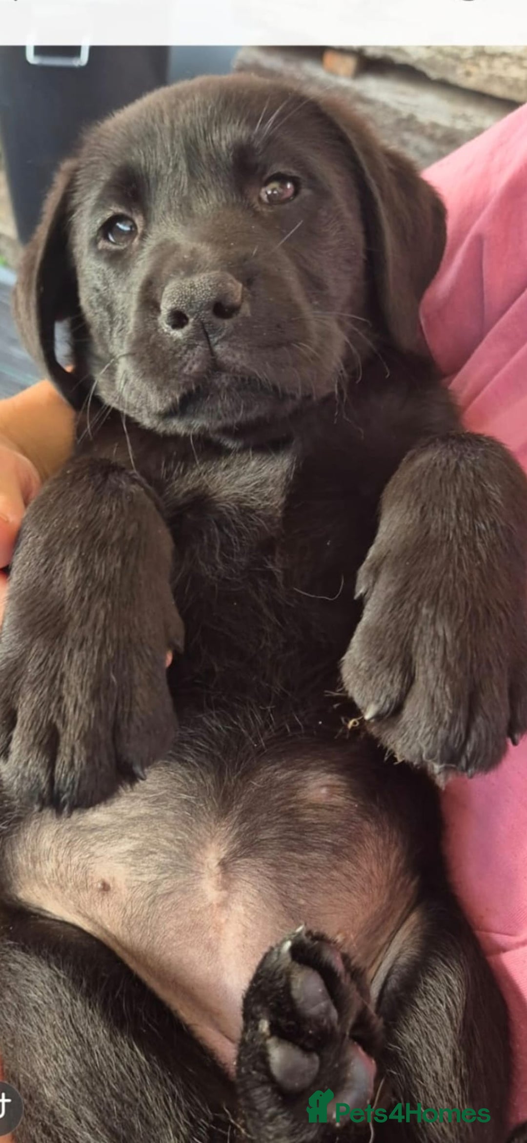 Labrador Retriever dogs for sale: KC, very cute Black labrador Show Type. READY KNOW in Ferryhill - Image 6