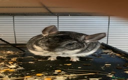 Chinchilla rodents for sale: 2 Male Chinchillas - Advert 1
