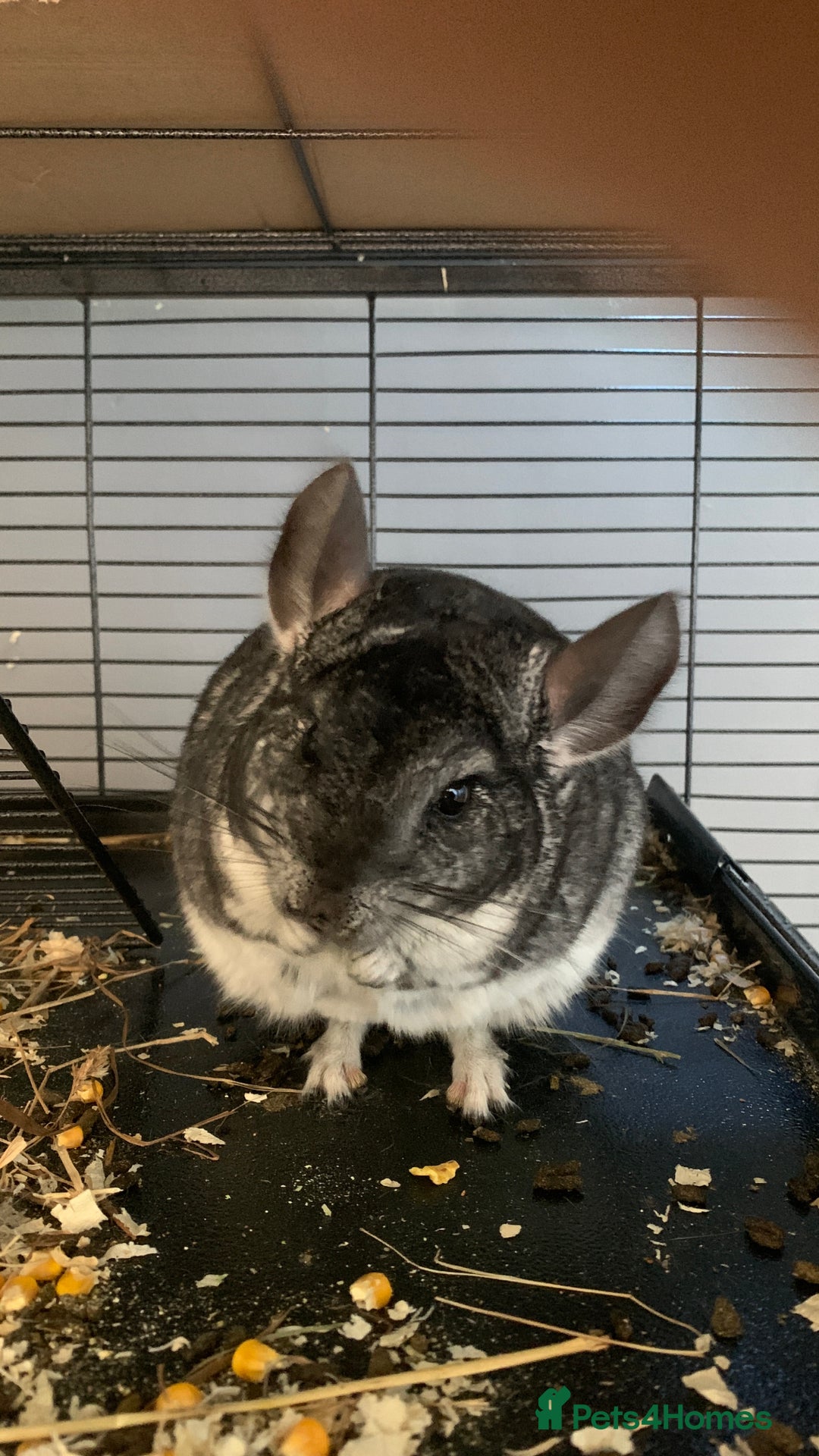 Chinchilla rodents for sale: 2 Male Chinchillas - Advert 1
