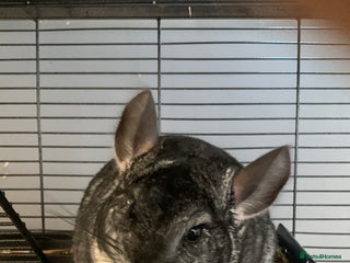 Chinchilla rodents 2 Male Chinchillas - Advert 5