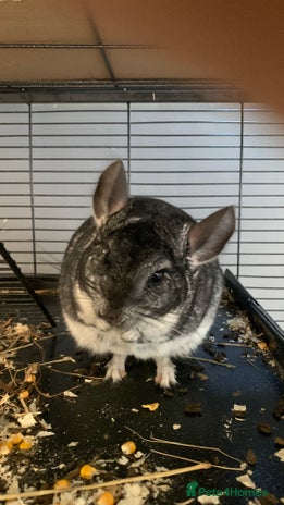 Chinchilla rodents 2 Male Chinchillas - Advert 1