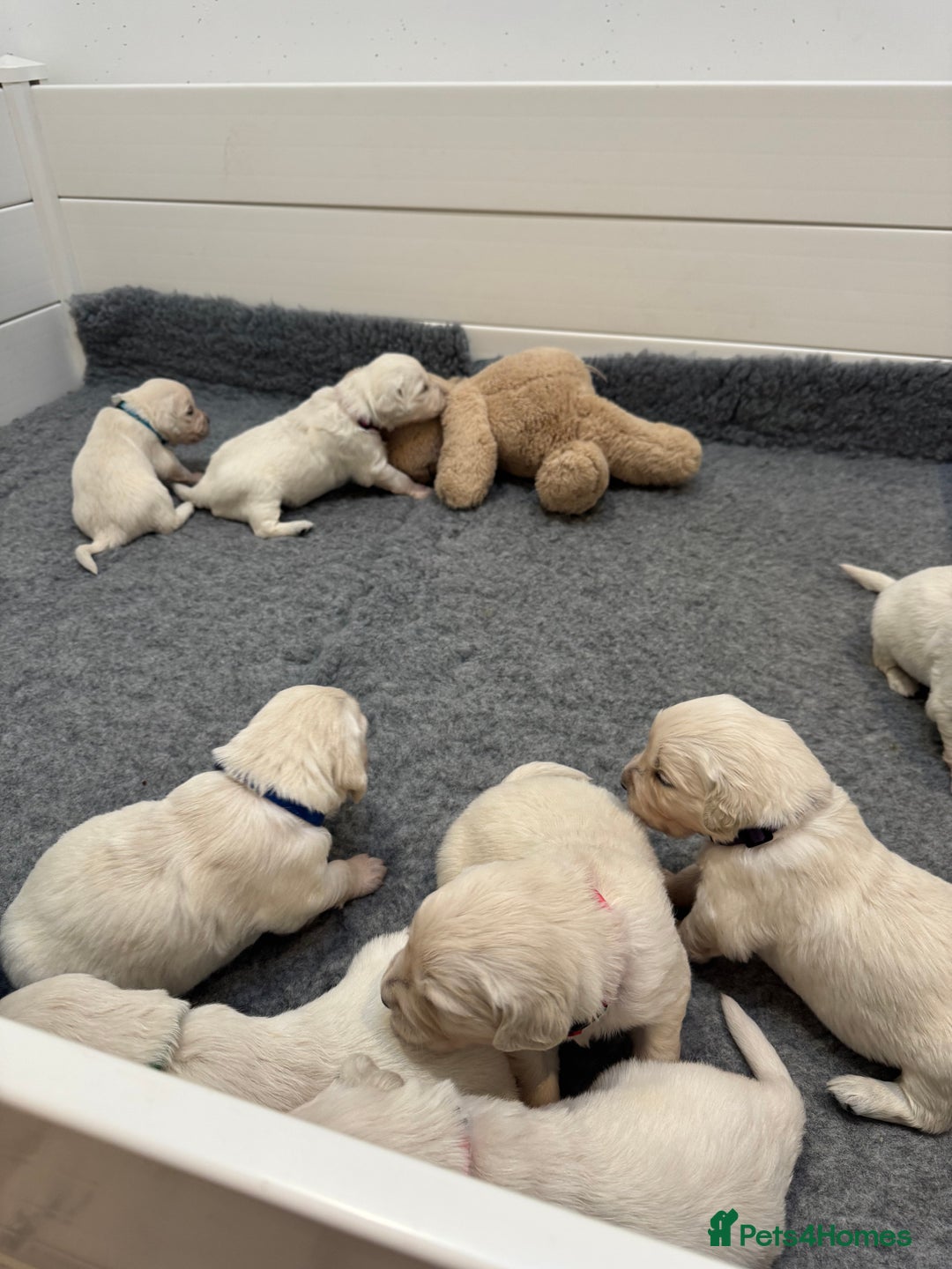 Golden Retriever dogs for sale: KC Beautiful Golden Retriever Cream Puppies - Advert 8