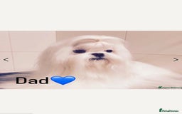 Maltipoo dogs for sale: 4 gorgeous F1 Toy Maltipoo girls 🩷 - Image 7