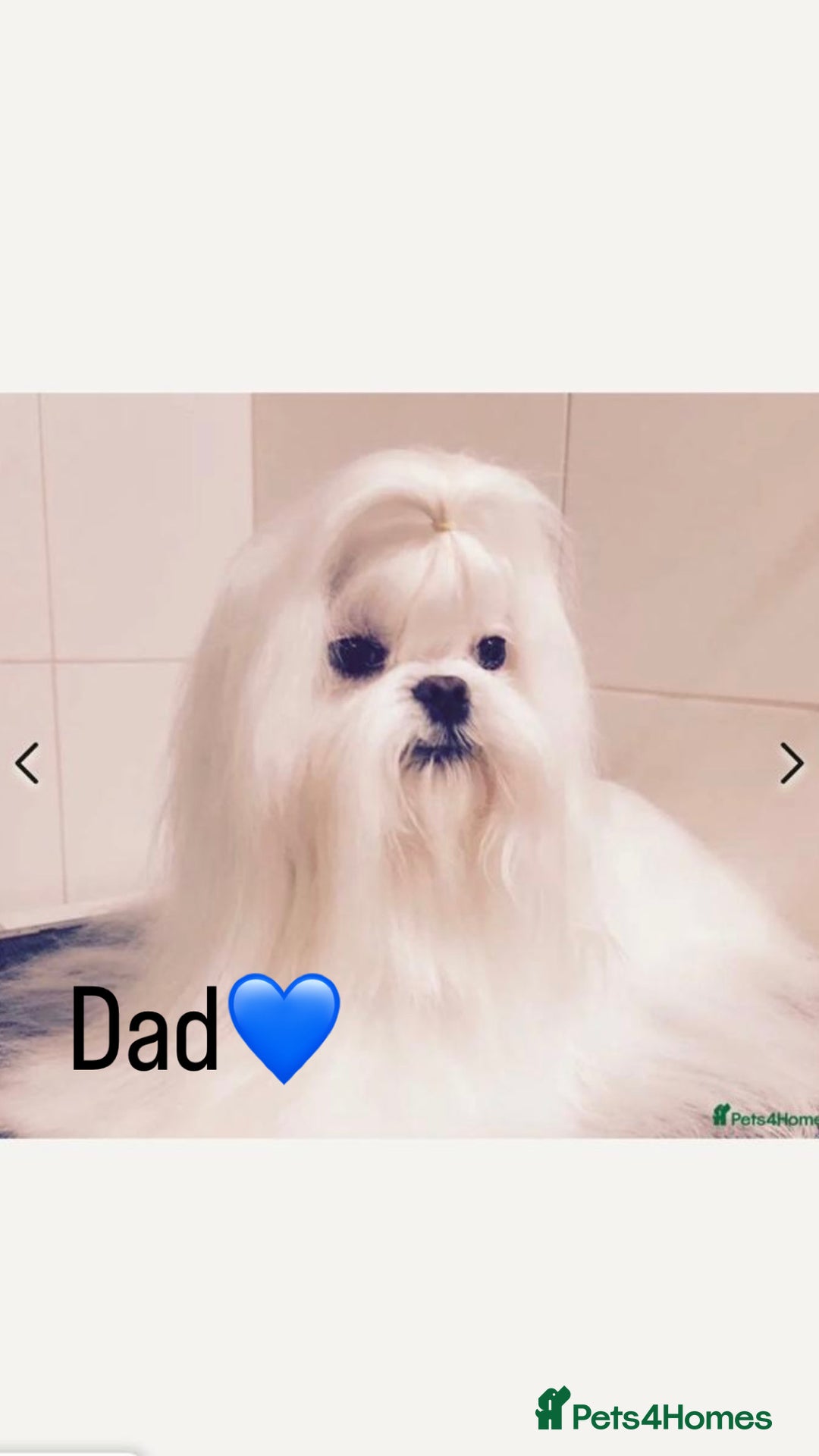 Maltipoo dogs for sale: 4 gorgeous F1 Toy Maltipoo girls 🩷 - Image 7