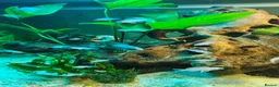 Cichlids fish for sale: Fairy cichlids - Advert 9