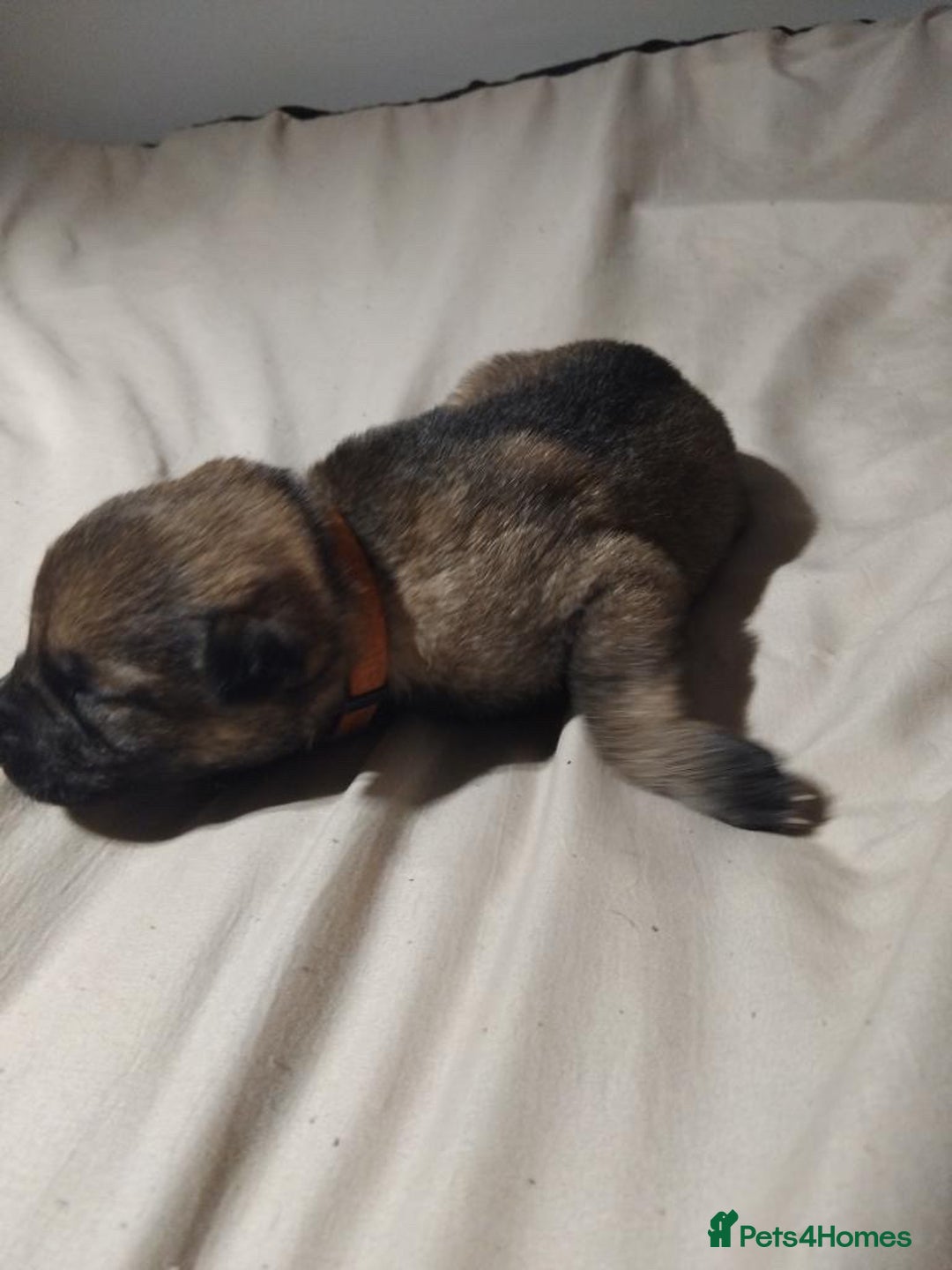 German Shepherd dogs for sale: German shepherd puppy’s kennel club registered  - Advert 16