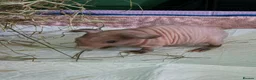 Guinea Pig rodents for sale: Male skinny pigs,  - Advert 7