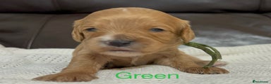 Green collar puppy 