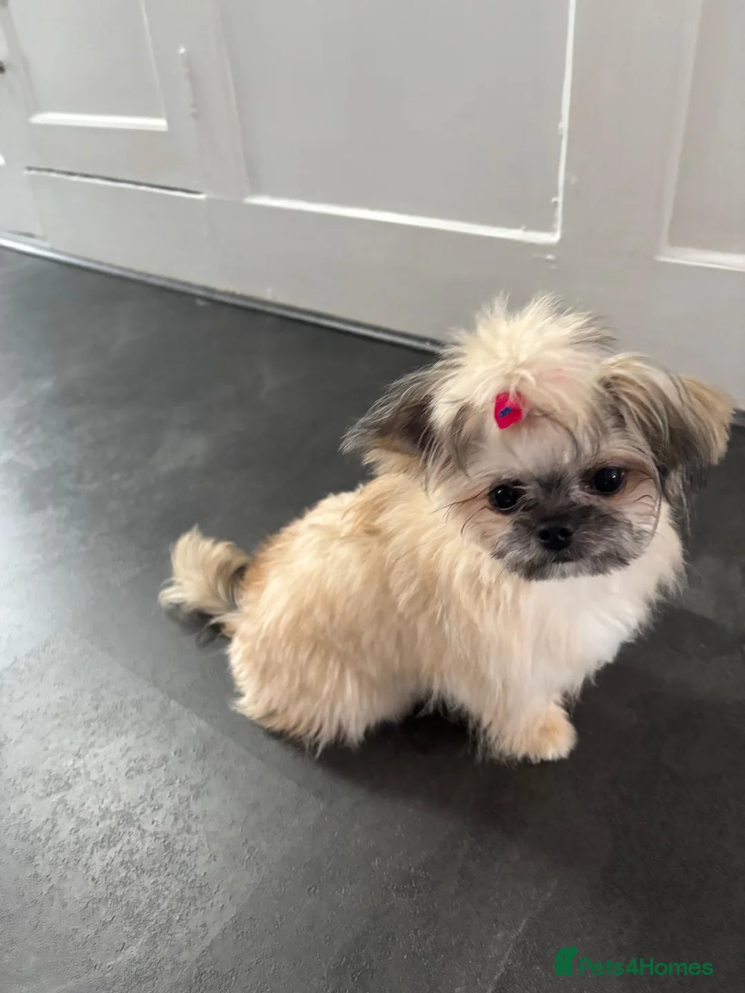 Mixed Breed dogs for sale: Hi I’m Lucy  - Advert 5