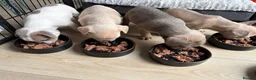French Bulldog dogs for sale: 🐾 FRENCH BULLDOG PUPPIES 🐾 - Advert 19