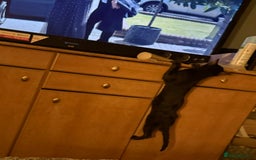 Savannah cats for sale: Beautiful melanistic Savannah - Image 6