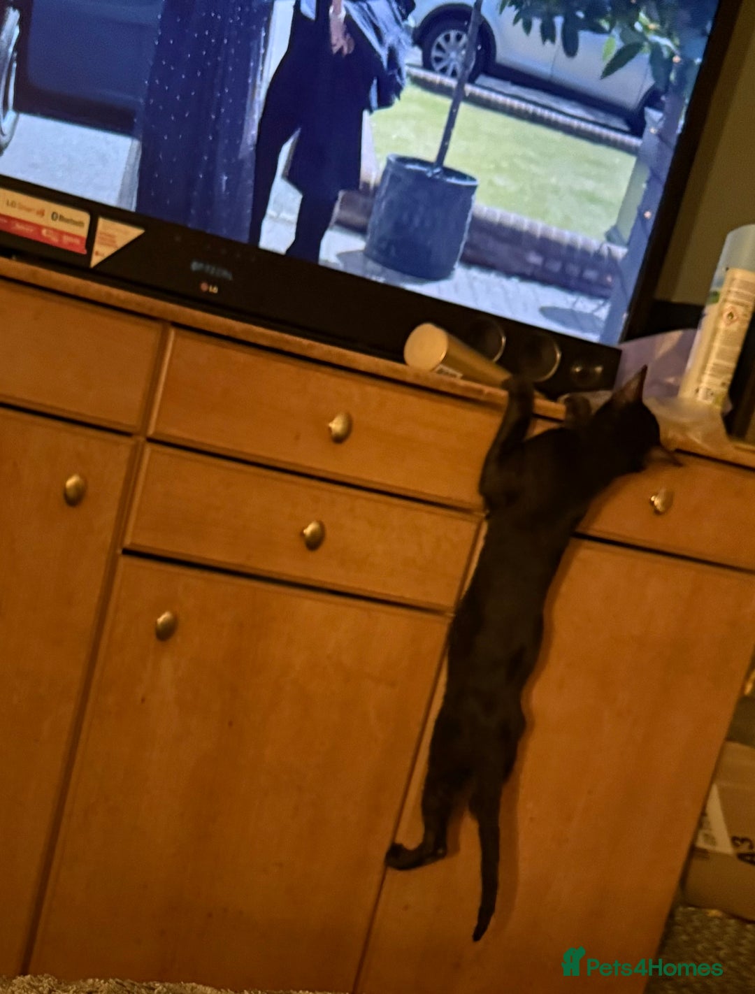 Savannah cats for sale: Beautiful melanistic Savannah - Image 6