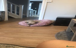 French Bulldog dogs for sale: Beautiful Frenchie - Image 3