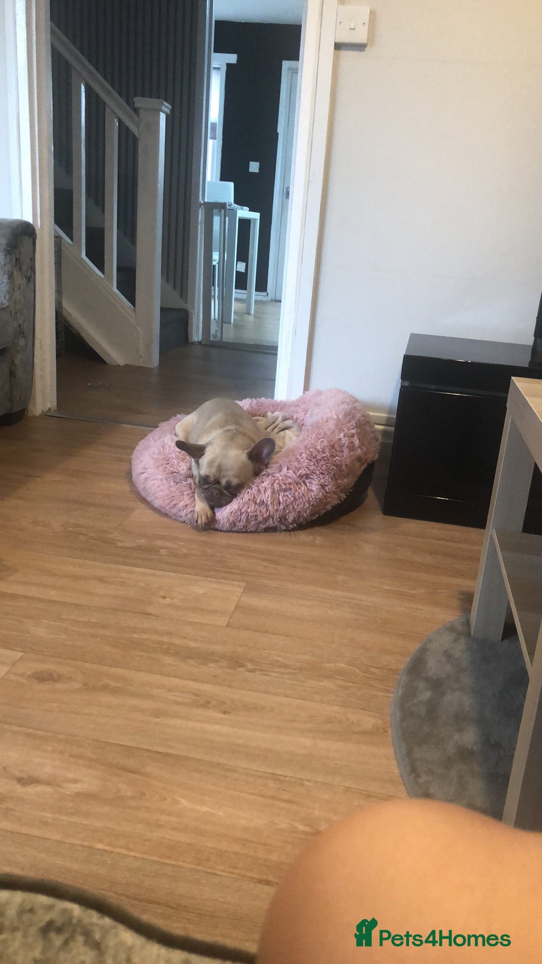 French Bulldog dogs for sale: Beautiful Frenchie - Image 3