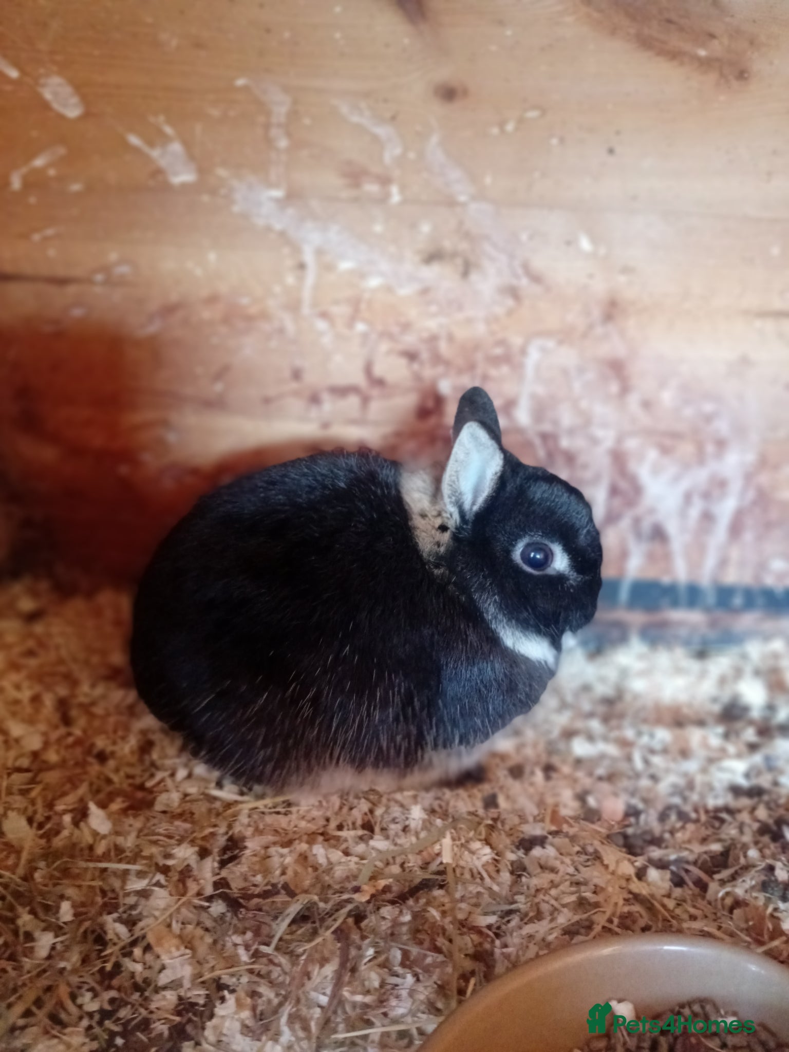 Netherland Dwarf rabbits Netherland dwarf  - Advert 1