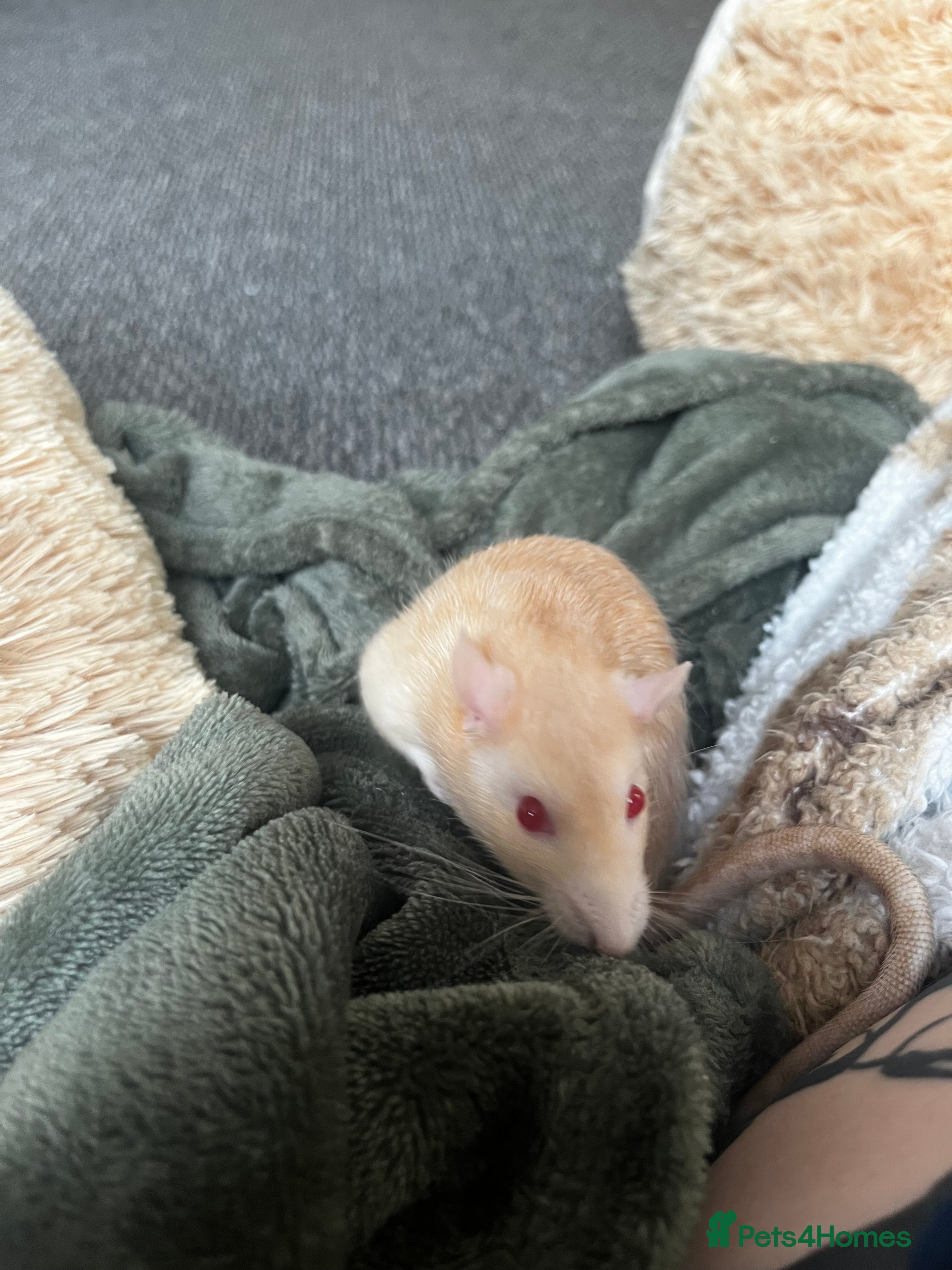 Rat rodents 2 Male Rats (FULL SET UP INCLUDED) - Advert 5