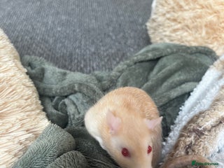 Rat rodents 2 Male Rats (FULL SET UP INCLUDED) - Advert 1