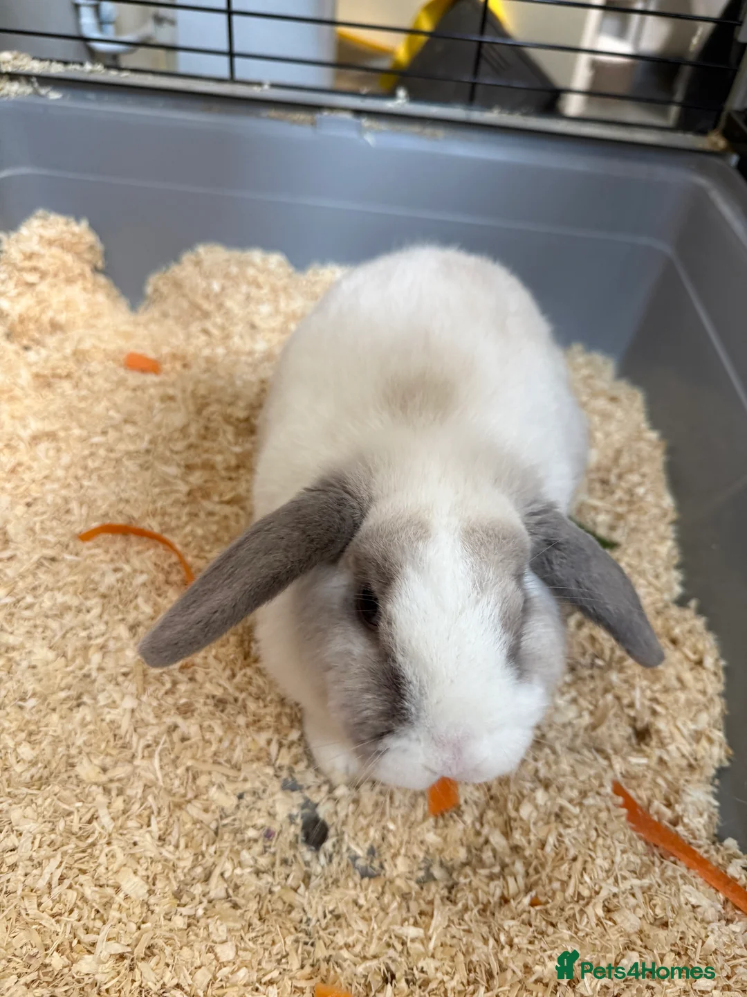 Netherland Dwarf rabbits for sale: For sale. Just under 2 years old beautiful rabbit - Advert 1