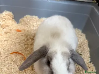 Netherland Dwarf rabbits For sale. Just under 2 years old beautiful rabbit - Advert 2