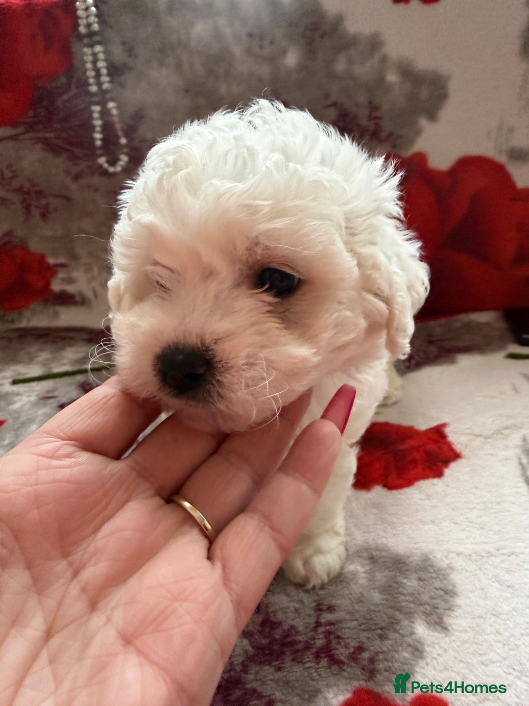 Bichon Frise dogs for sale: KC Registered Pedigree Bichon Frise Puppies - Advert 5