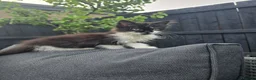Mixed Breed cats for sale: Stunning Female Kitten  - Advert 4