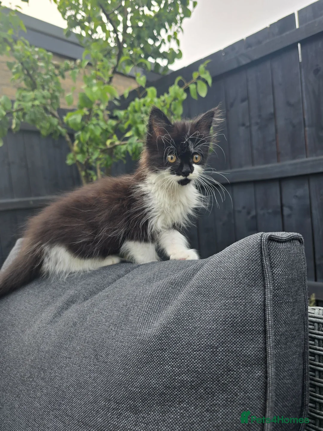 Mixed Breed cats for sale: Stunning Female Kitten  - Advert 4