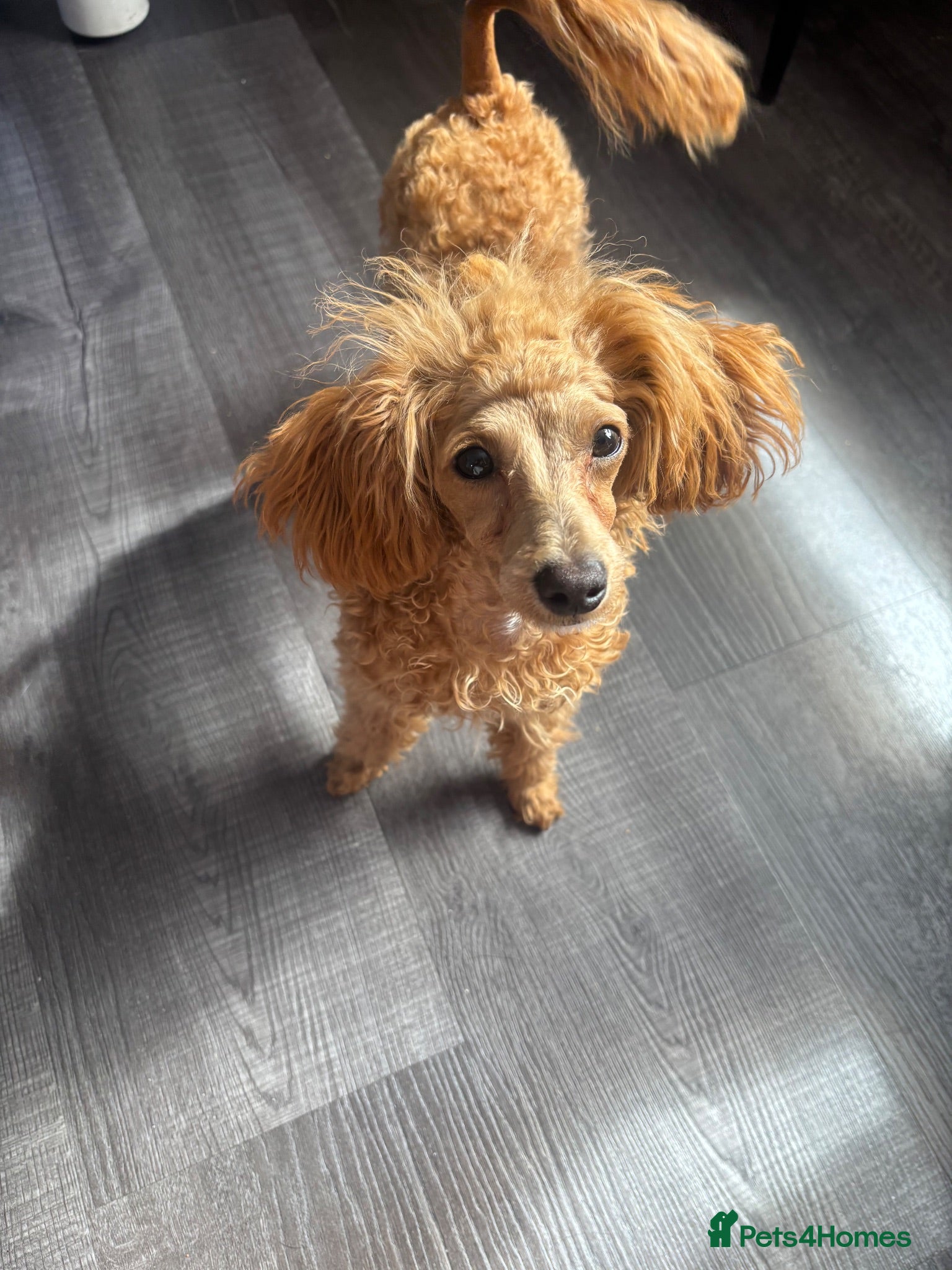 Poochon dogs 3/4 Toy poodle red female 6 months  - Advert 2