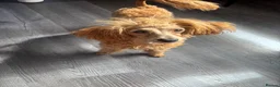 Poochon dogs for sale: 3/4 Toy poodle red female 6 months  - Advert 1