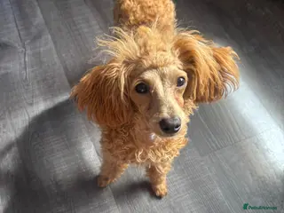Poochon dogs 3/4 Toy poodle red female 6 months - Advert 11